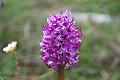 orchis   simia